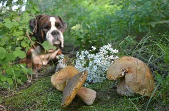 Да ли су печурке лоше за псе?