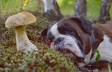 Да ли су печурке лоше за псе?