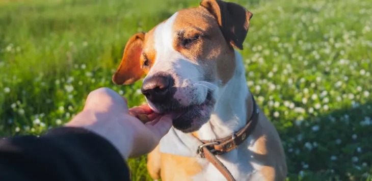 Rozpieszczaj swojego szczeniaka: zdrowe, domowe przysmaki dla psów pełne mocy