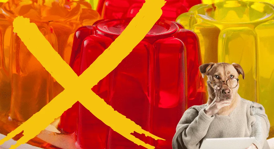 galaretka zła dla psów