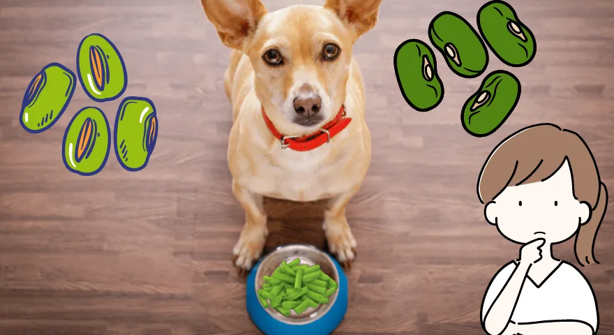 Är gröna bönor bra för hundar