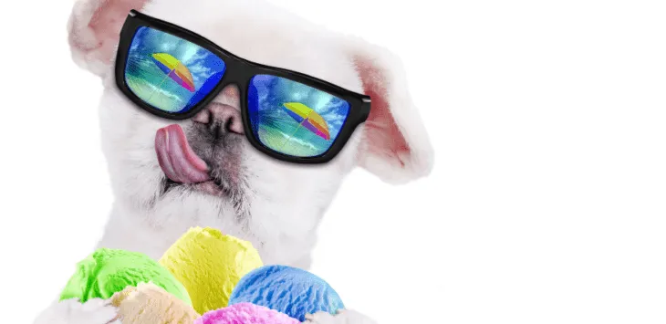 Czy psy mogą jeść lody?