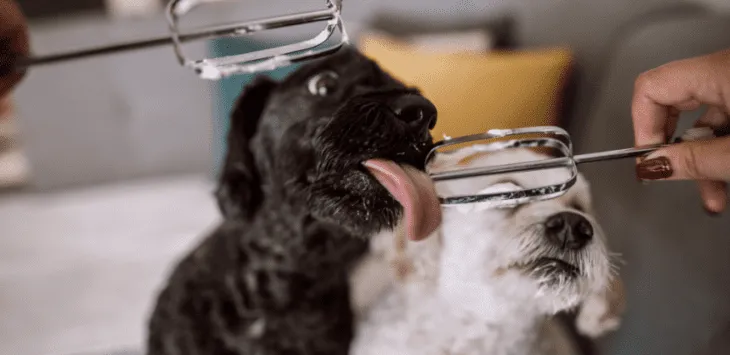 האם קצפת רע לכלבים?