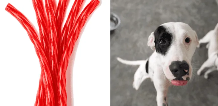 Ar Šunys Valgyti Twizzlers?