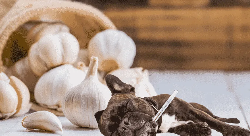 Psy zjadły czosnek