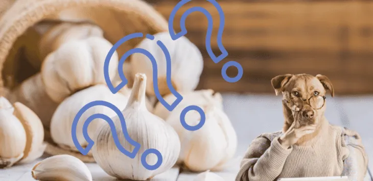 Czy psy mogą jeść czosnek?