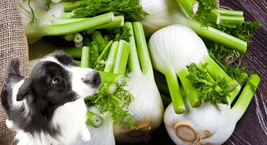 Que parte da erva-doce os cães podem comer