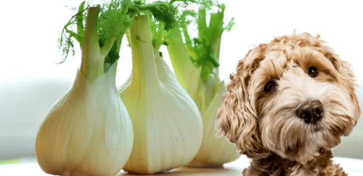 Os cães podem comer erva-doce?