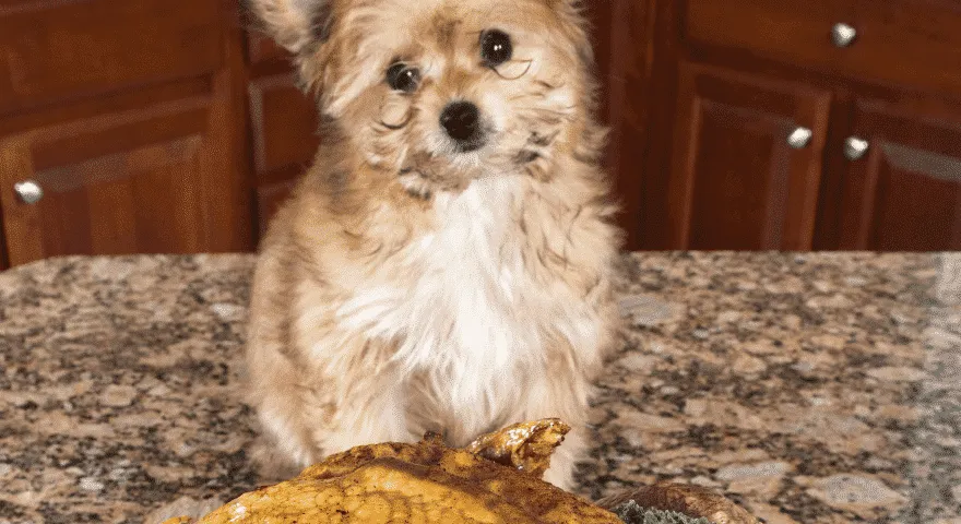 Nigdy nie podawaj mięsa z kośćmi