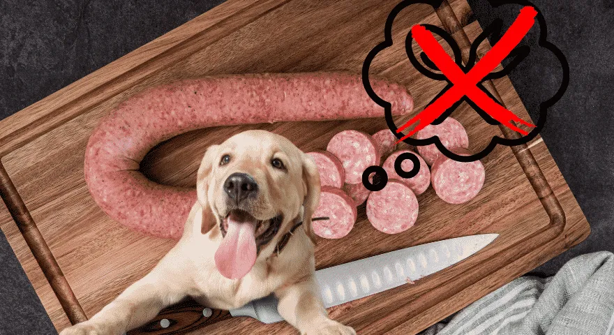 Jika Seekor Anjing Makan Kielbasa