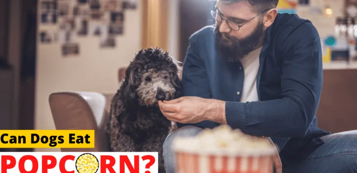 Ar šunys gali valgyti kukurūzų spragėsius?