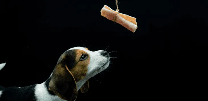 Kas koerad võivad sinki süüa?