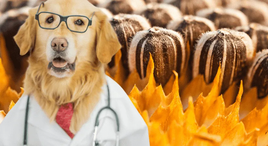 Korzyści zdrowotne nasion słonecznika' title='Czy psy mogą jeść nasiona słonecznika?