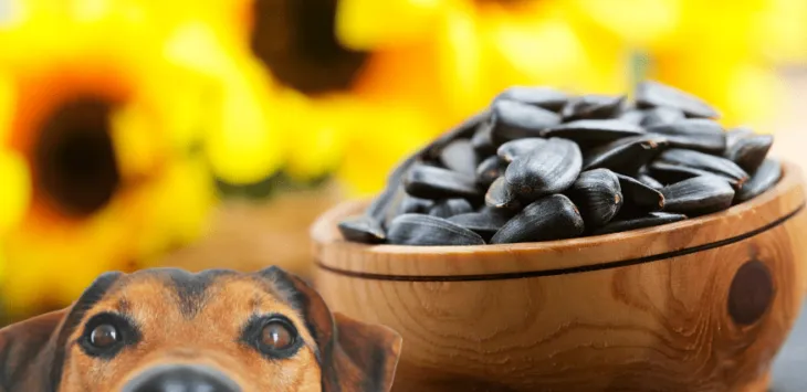 Czy psy mogą jeść nasiona słonecznika?