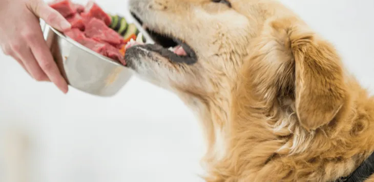 Billig och hälsosam rådiet för min hundguide