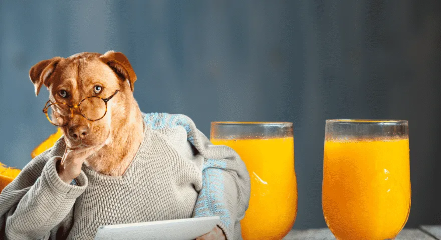 Czy psy mogą, czy powinny jeść pomarańcze