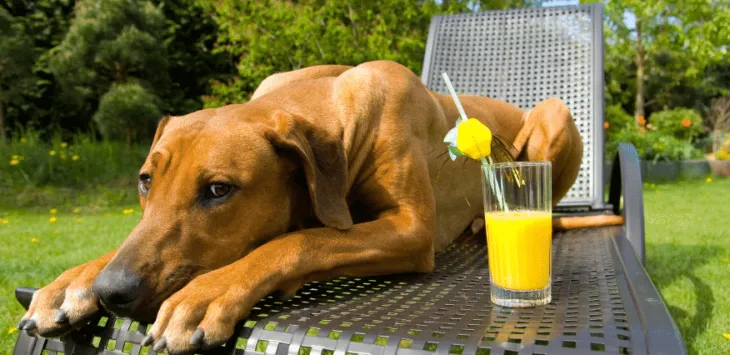 Kan hundar äta apelsinjuice
