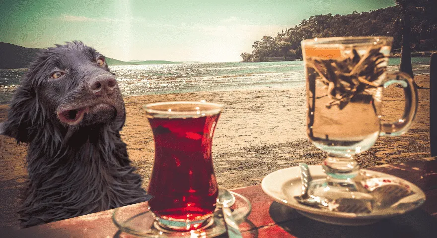 Korzyści zdrowotne słodkiej herbaty dla psów