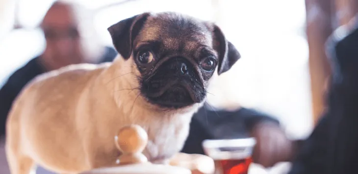 Czy psy mogą pić słodką herbatę?