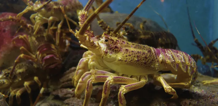 Kunnen honden kreeft met mate eten?