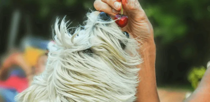 Kan hunder spise kirsebær?