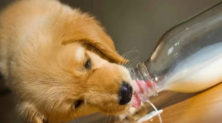 Šteniatka pijú kravské mlieko