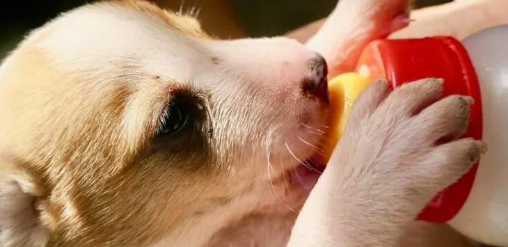 I cuccioli possono bere il latte di mucca?