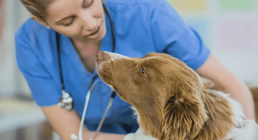 לקחת וטרינר לכלב