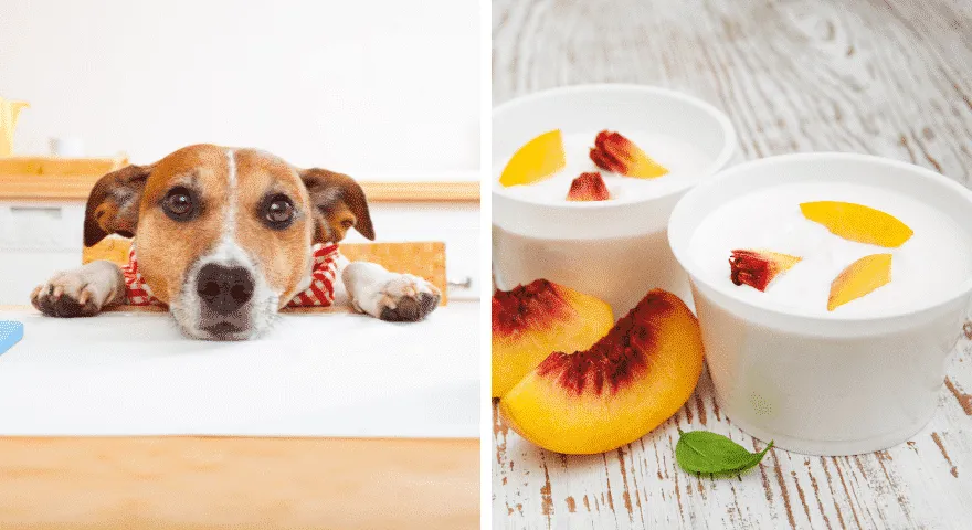 ¿Qué tipo de yogur es mejor para los perros?