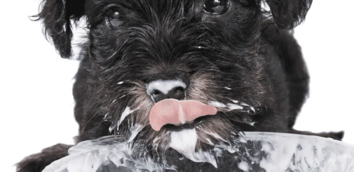 ¿Pueden los perros comer yogur?