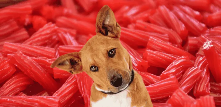 Dürfen Hunde Lakritz essen?