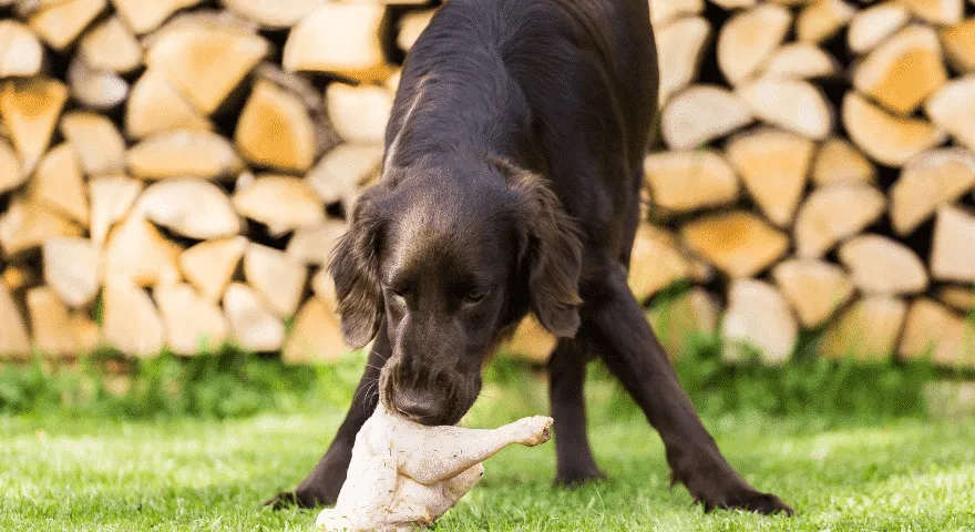 pies codziennie je surowego kurczaka