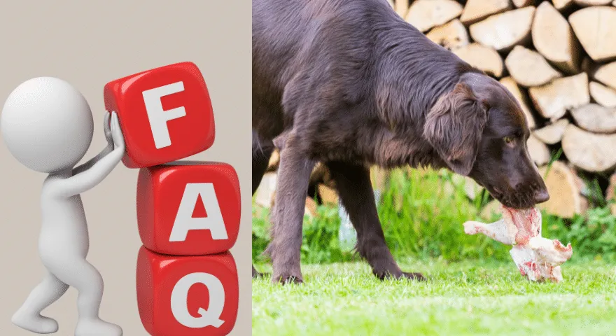 Czy psy mogą jeść surowe mięso z kurczaka – często zadawane pytania