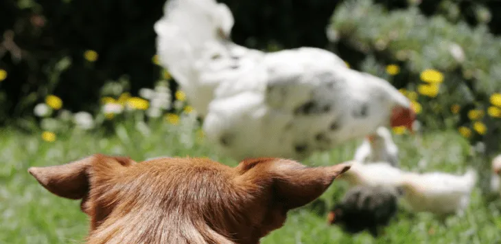 Czy psy mogą jeść surowego kurczaka?