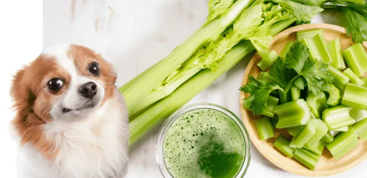 Bisakah Anjing Makan Seledri?