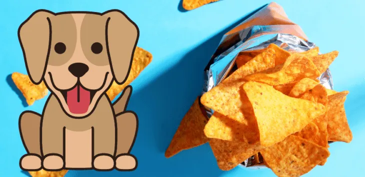 Czy psy mogą jeść Doritos? Oto, co musisz wiedzieć
