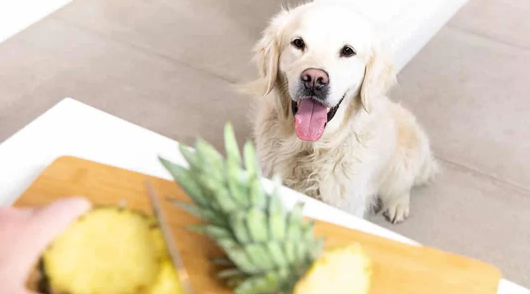 כלב אוכל אננס
