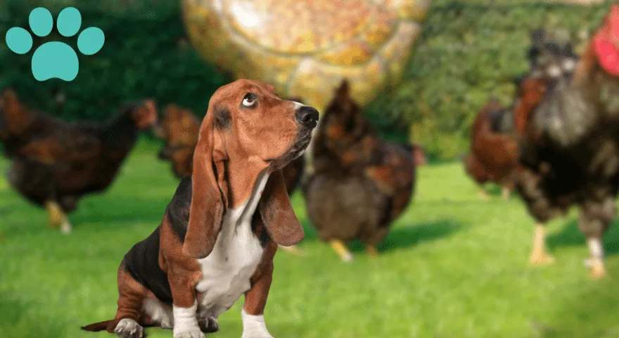 Предности пилетине у храни за псе