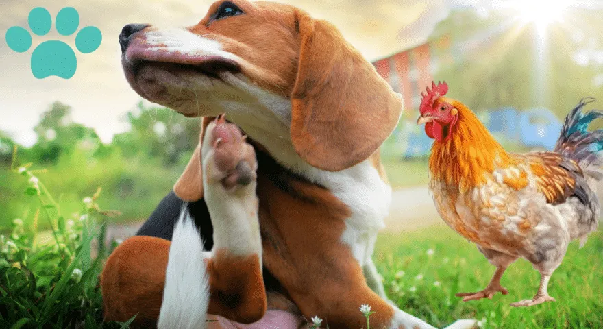 пилетина је користан састојак у храни за псе