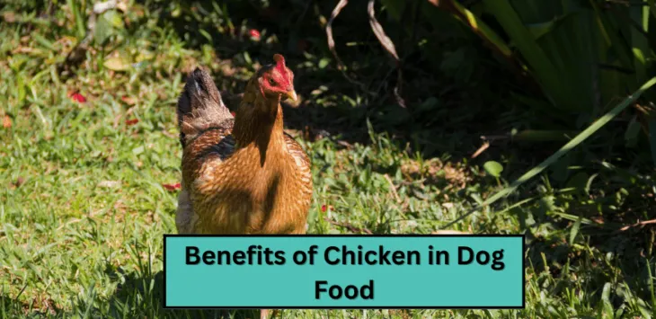 개밥에 있어서 닭고기의 장점