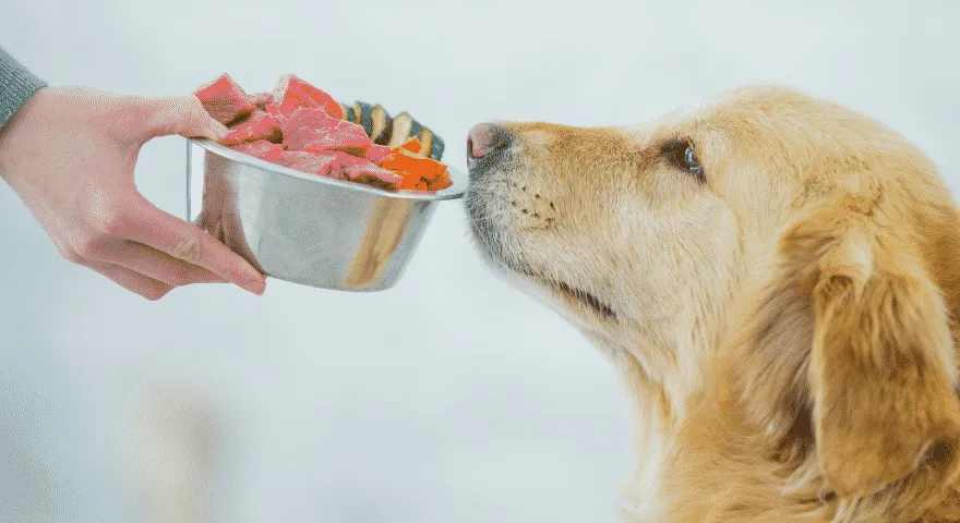 Hjemmelaget mat for hunder