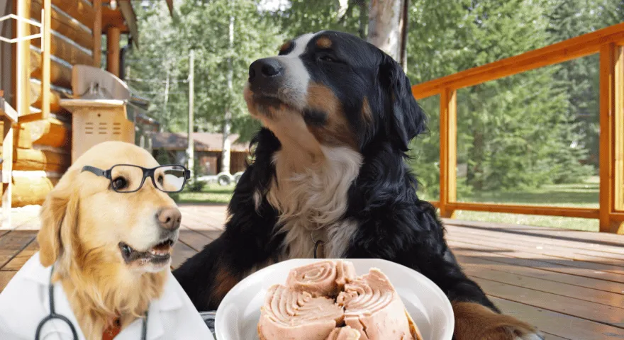 Czy psy mogą jeść tuńczyka