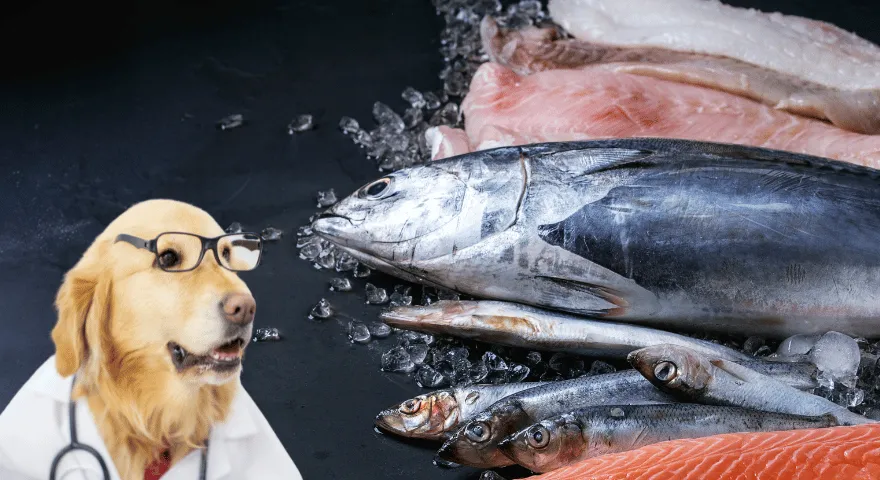 Rodzaje tuńczyka do karmienia psa