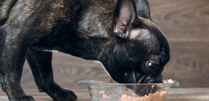 Ehetnek a kutyák tonhalat?