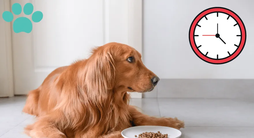 Częstotliwość i harmonogram karmienia psów dużych ras