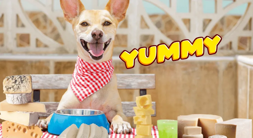 Czy psy mogą jeść ser' title='Czy psy mogą jeść ser?