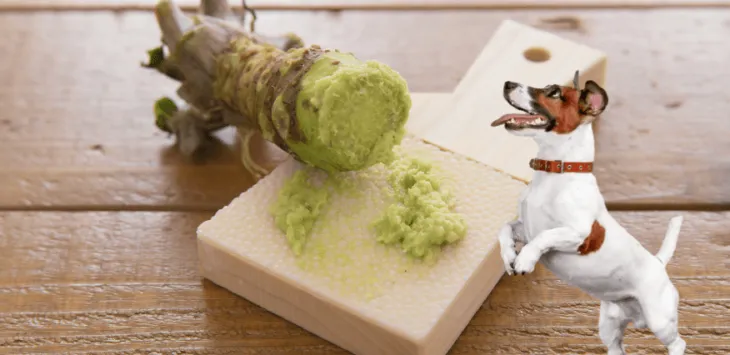 Kas koerad saavad wasabit süüa?