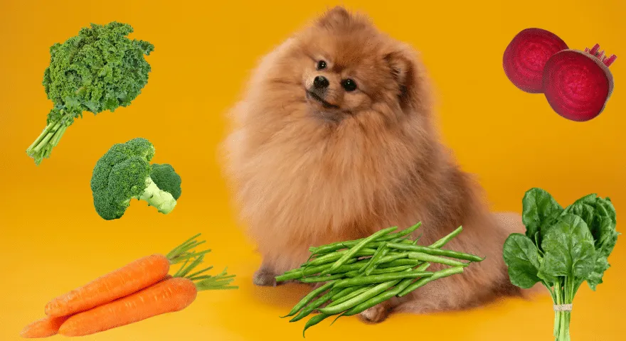 Najlepšie alternatívy kyslých uhoriek pre psov