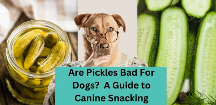 Sú uhorky zlé pre psov? Sprievodca maškrtením pre psov