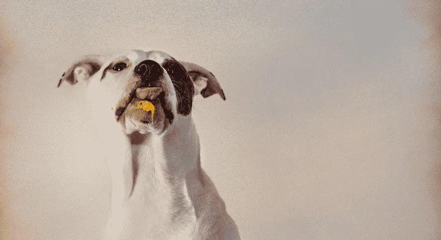 suns neēd zemesriekstu sviestu